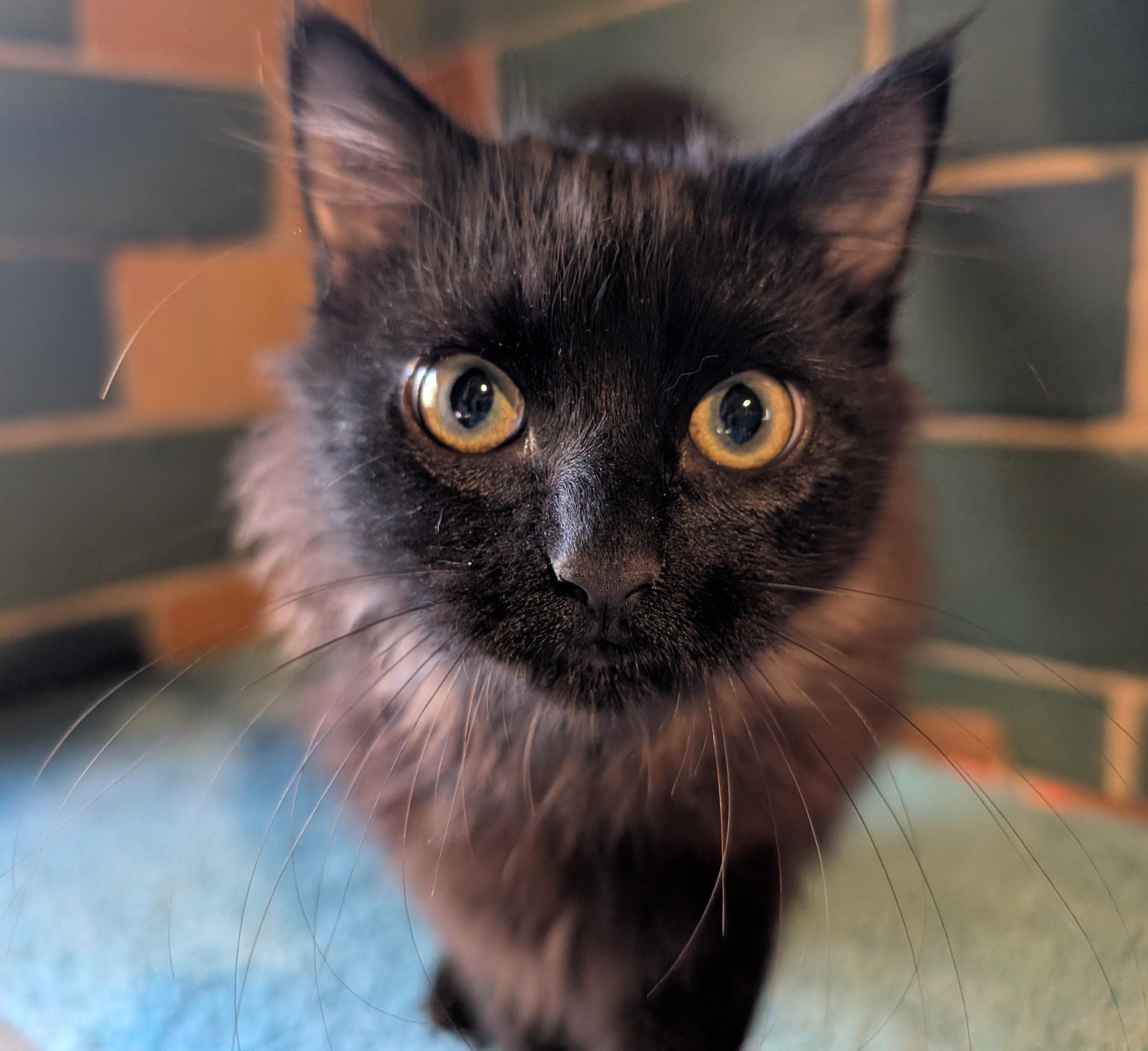 Nessus & Fuligin, Adoptable, Kitten Male Domestic Long Hair & Siamese.