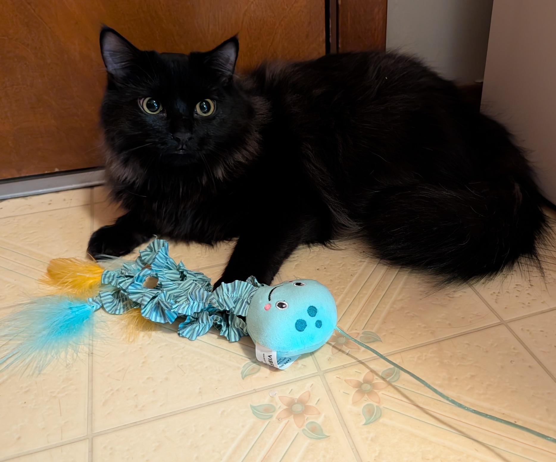 Enlarge Nessus & Fuligin, an adoptable mixed breed in Fairview Heights, IL image 3/6