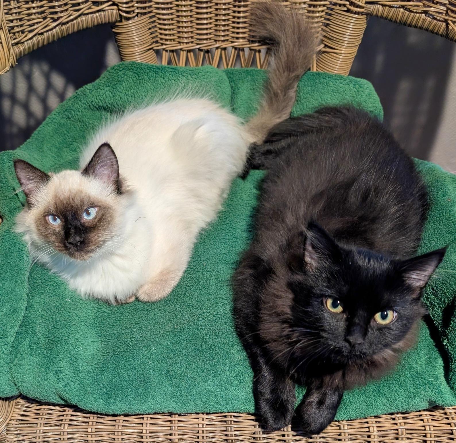 Nessus & Fuligin, Adoptable, Kitten Male Domestic Long Hair & Siamese.