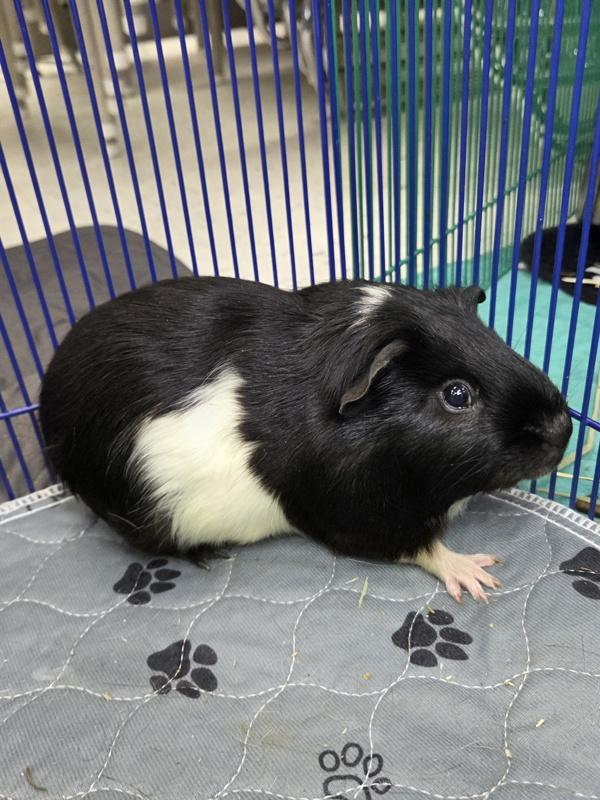 Gandalf, Adoptable, Adult Male Guinea Pig.