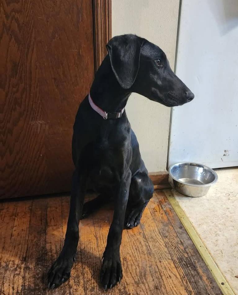 Bonsai, Adoptable, Young Male Mixed Breed.