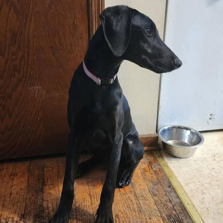 Enlarge Bonsai, a Adoptable Doberman Pinscher in Buffalo, MN image 2/3