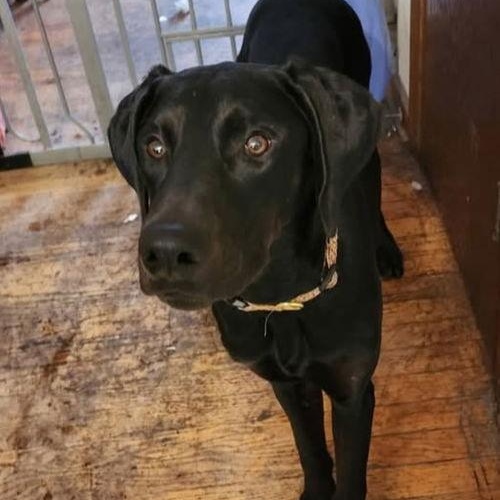 Enlarge Bonsai, a Adoptable Doberman Pinscher in Buffalo, MN image 3/3