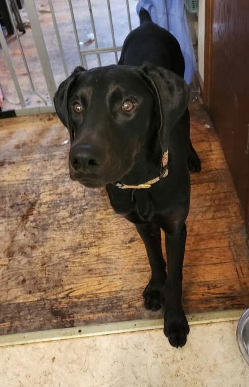 Enlarge Bonsai, a Adoptable Doberman Pinscher in Buffalo, MN image 3/3