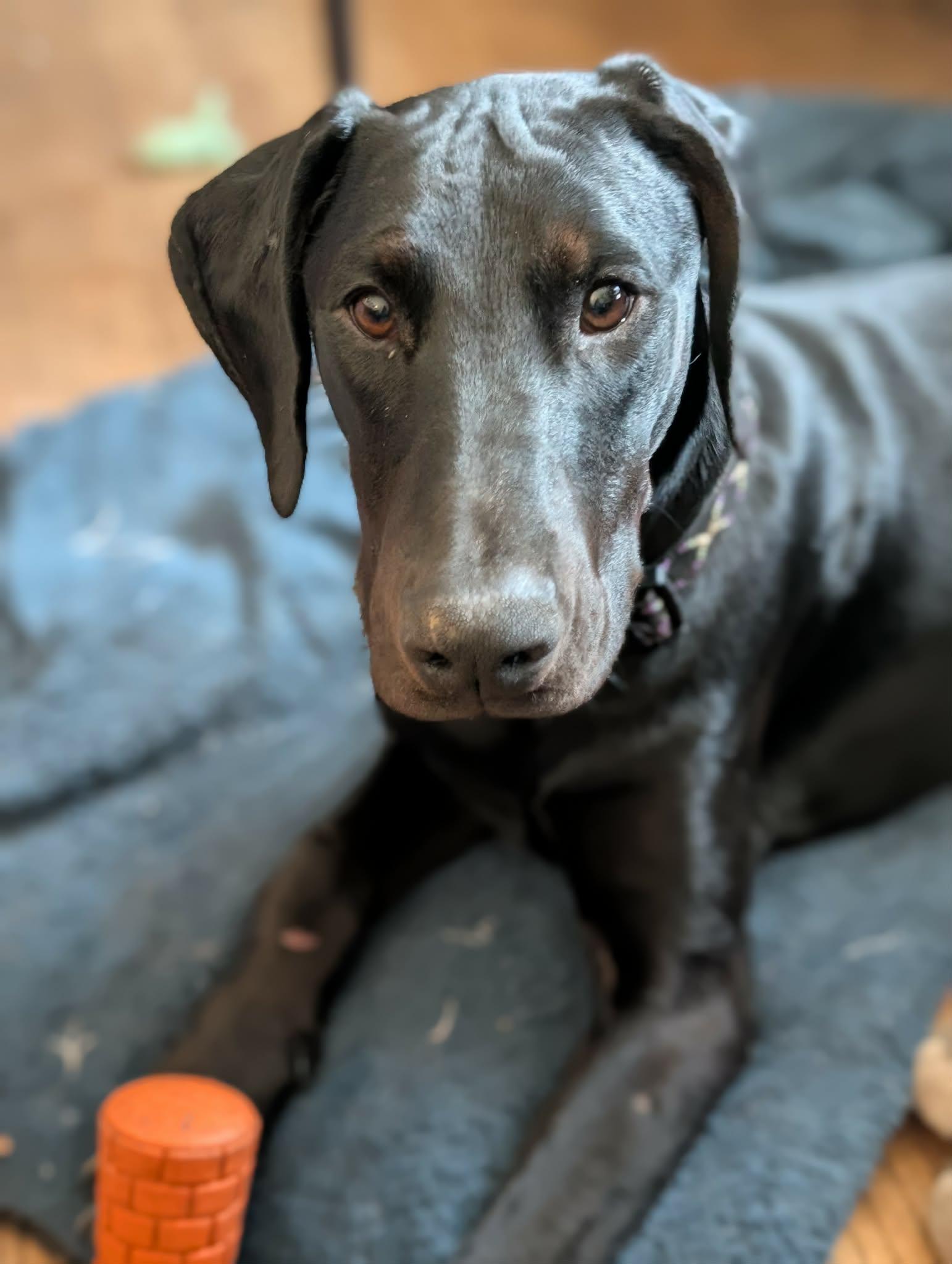 Bonsai, Adoptable, Puppy Male Doberman Pinscher.