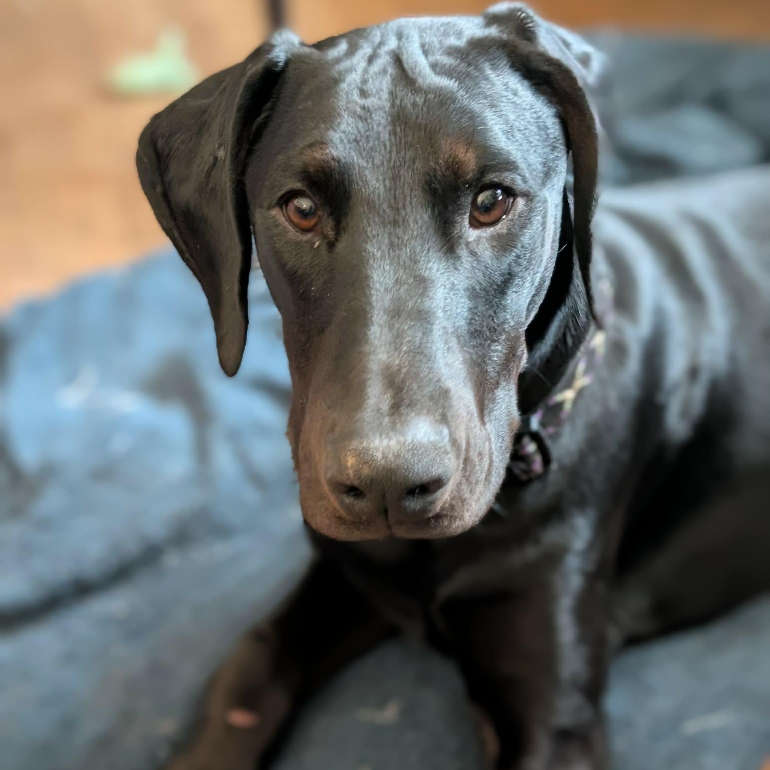 Enlarge Bonsai, a Adoptable Doberman Pinscher in Buffalo, MN image 1/3