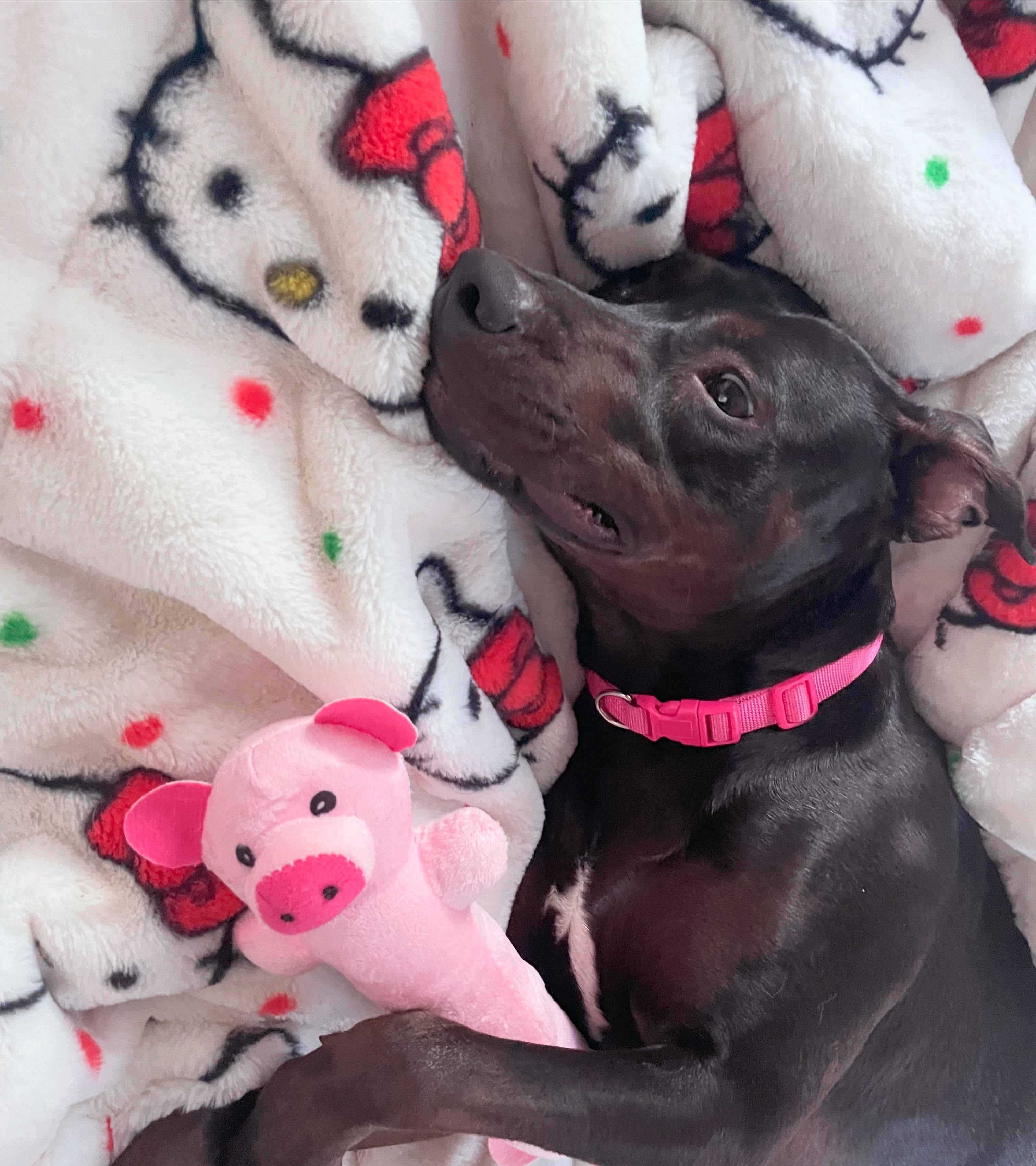 Petunia, a ADOPTABLE mixed breed in Wilmington, NC image 1/4