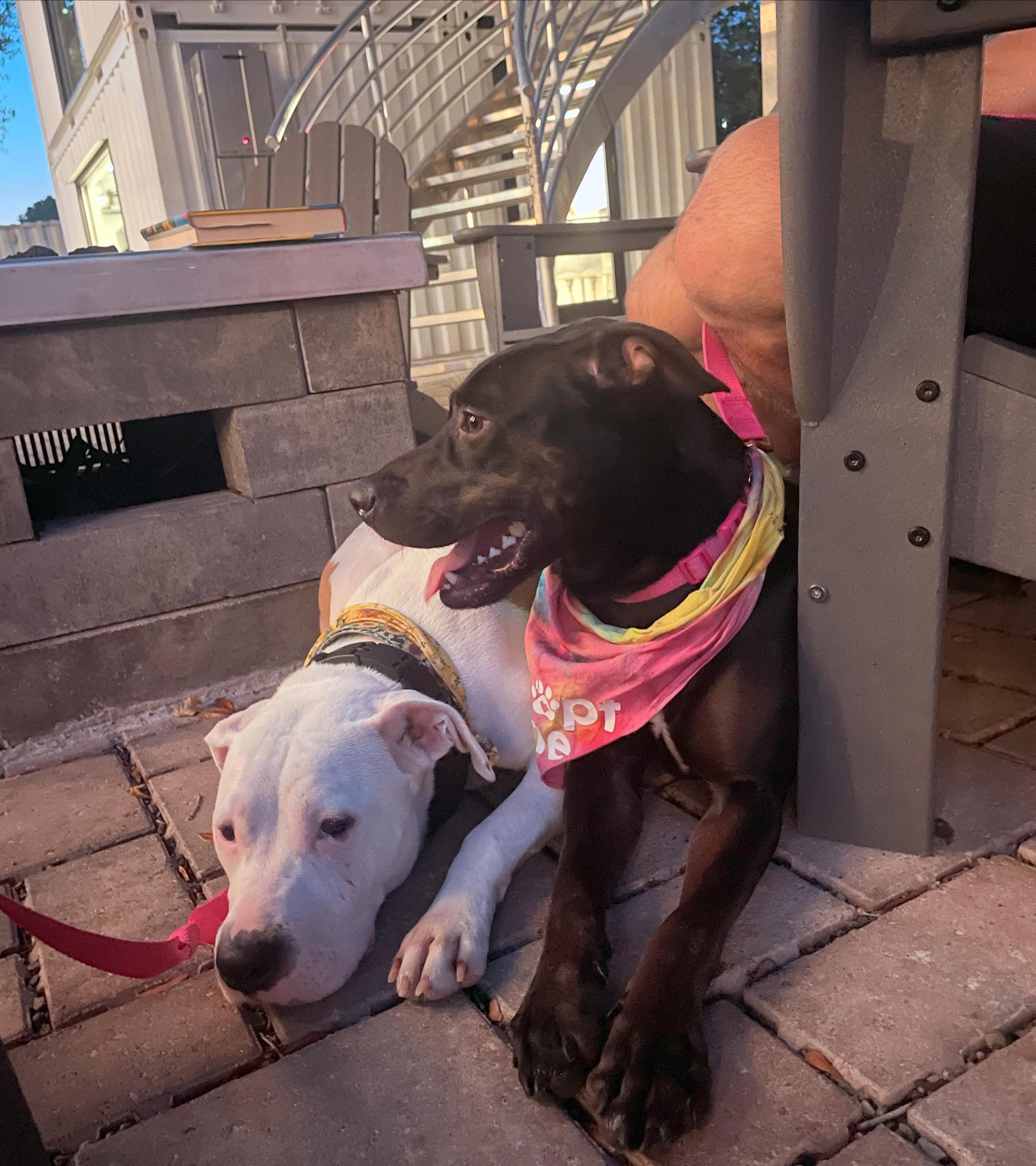 Petunia, a ADOPTABLE mixed breed in Wilmington, NC image 3/4