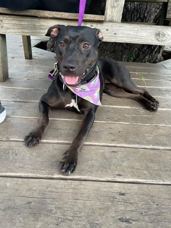 Petunia, a ADOPTABLE mixed breed in Wilmington, NC image 4/4