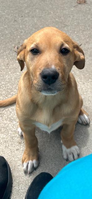 Enlarge TILLIE, a Adoptable Labrador Retriever in Newaygo, MI image 1/2