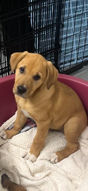 Enlarge TILLIE, a Adoptable Labrador Retriever in Newaygo, MI image 2/2