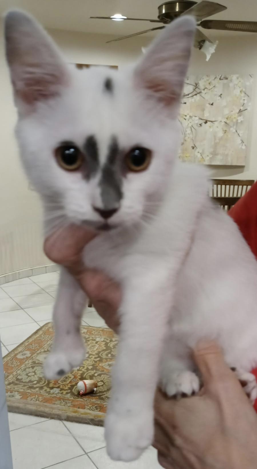 Munchie, Adopted, Kitten Female Domestic Short Hair.
