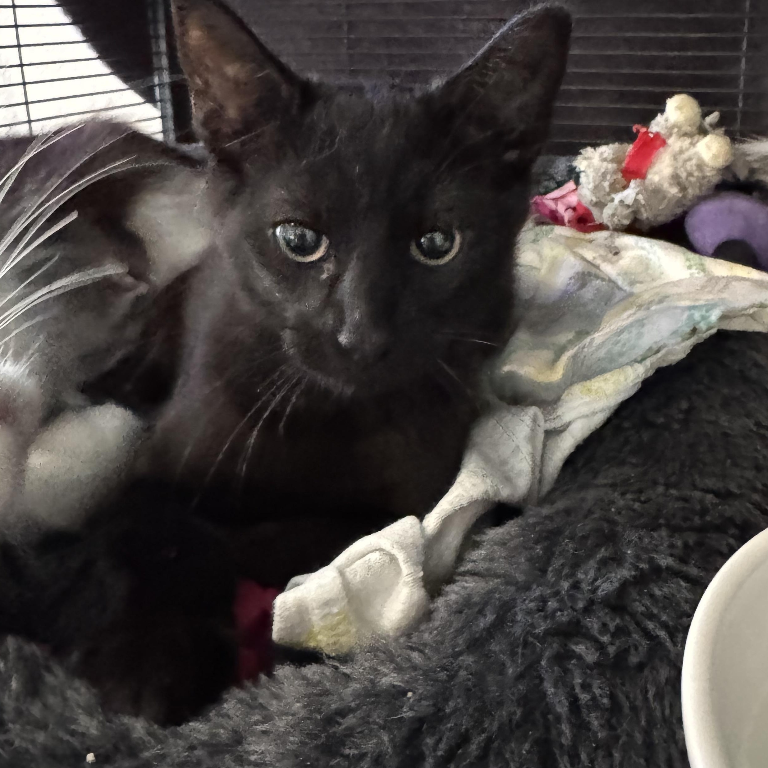 Nior, Baby Male Domestic Short Hair