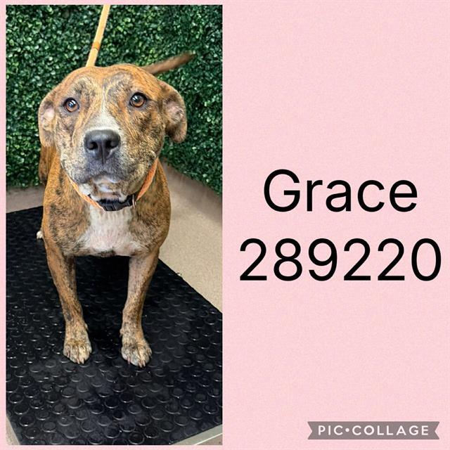 Enlarge GRACE, a Adoptable Mixed Breed in Macon, GA image 1/1