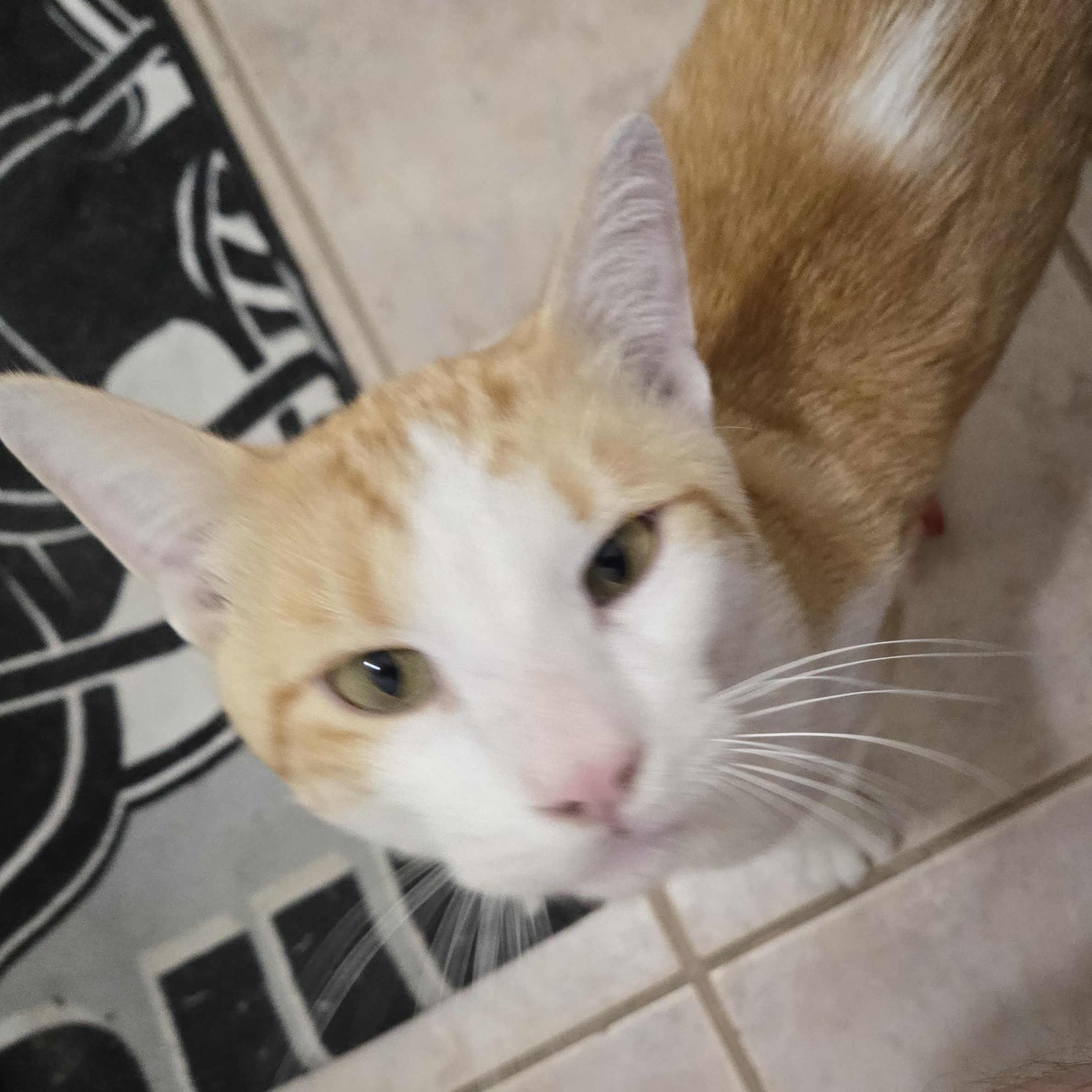 Ham ***Community Courtesy Post***, a Adoptable mixed breed in Queen Creek, AZ image 3/4