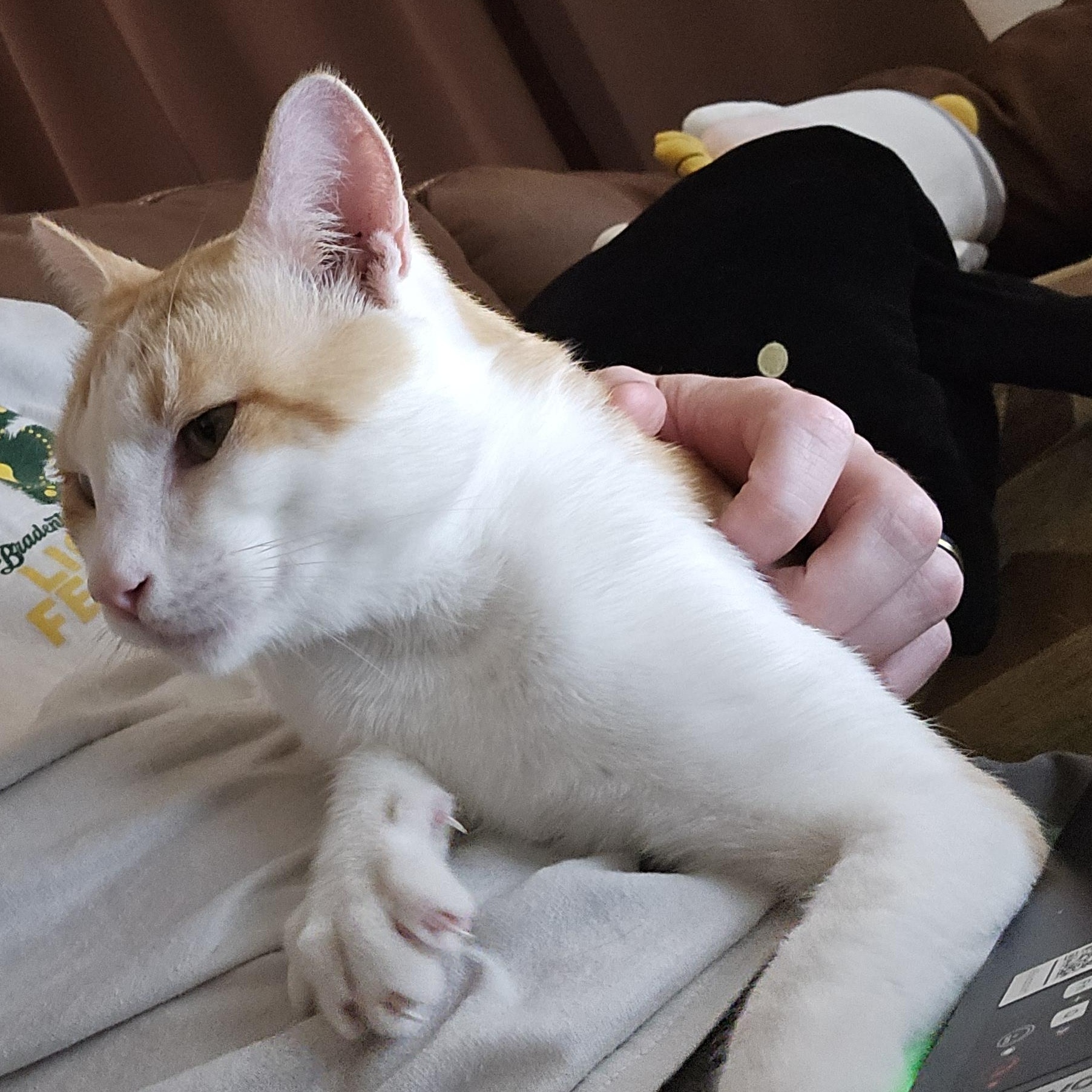 Ham ***Community Courtesy Post***, a Adoptable mixed breed in Queen Creek, AZ image 4/4