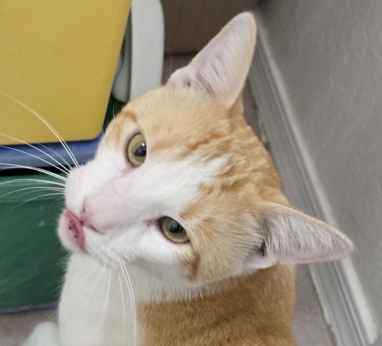 Ham ***Community Courtesy Post***, Adoptable, Adult Male Domestic Short Hair.