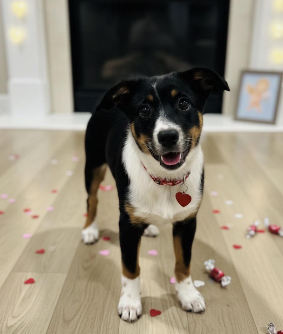 Enlarge Darla , an adopted mixed breed in Hales corners, WI image 2/3