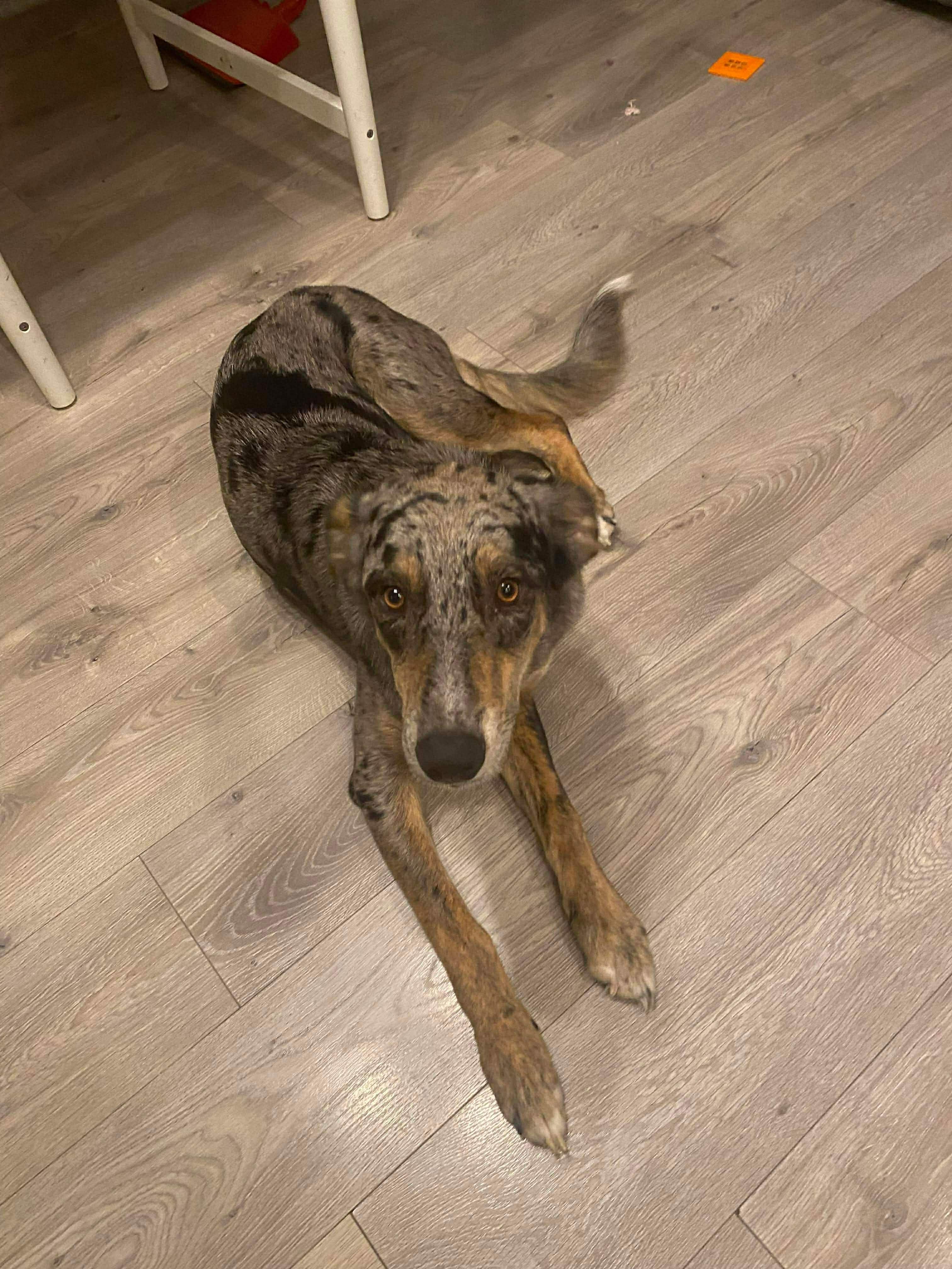 Della, a ADOPTABLE mixed breed in Bend, OR image 5/6