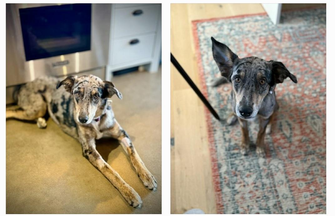 Della, a ADOPTABLE mixed breed in Bend, OR image 6/6