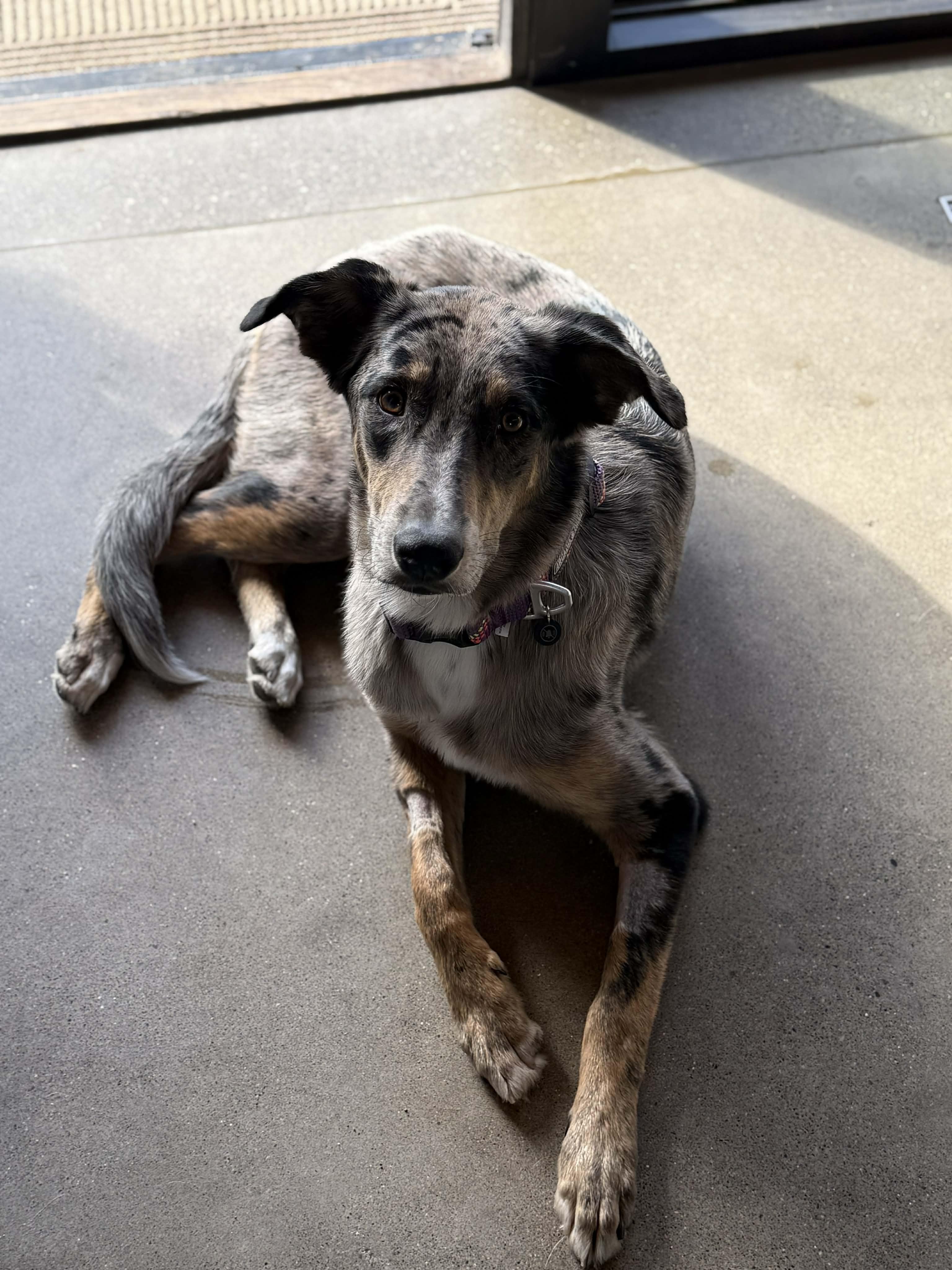 Della, a ADOPTABLE mixed breed in Bend, OR image 3/6