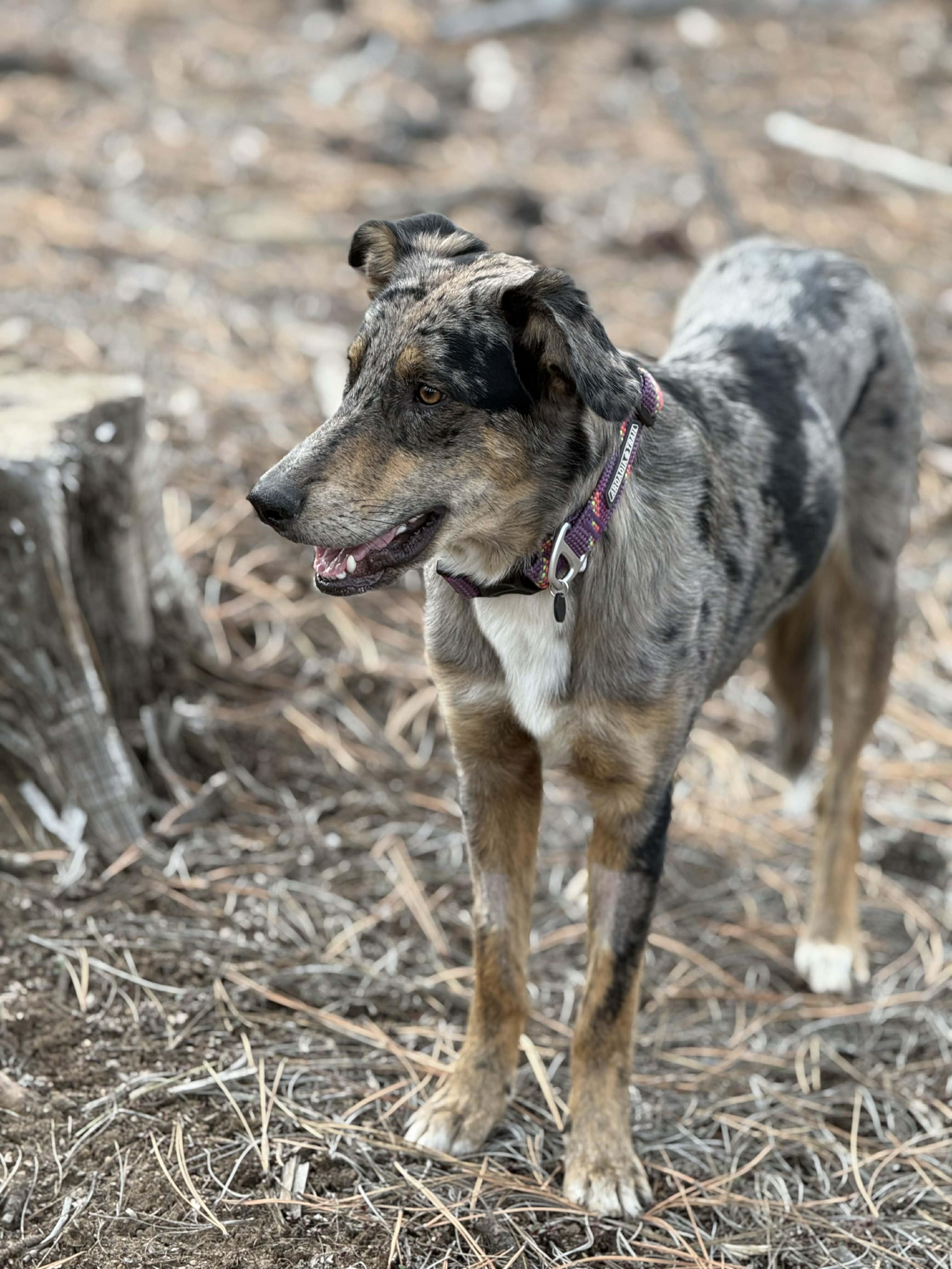 Della, a ADOPTABLE mixed breed in Bend, OR image 2/6