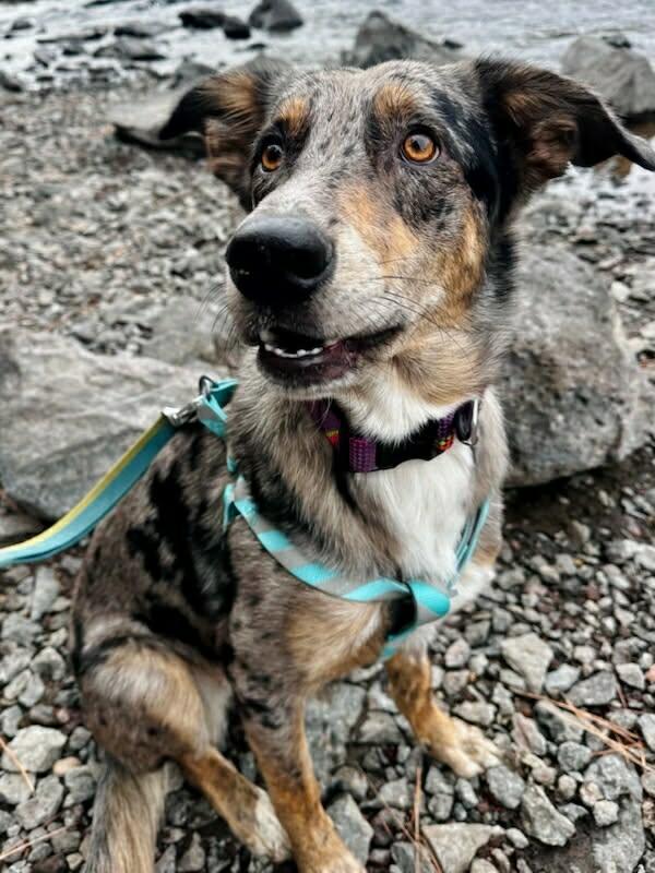 Della, a ADOPTABLE mixed breed in Bend, OR image 4/6