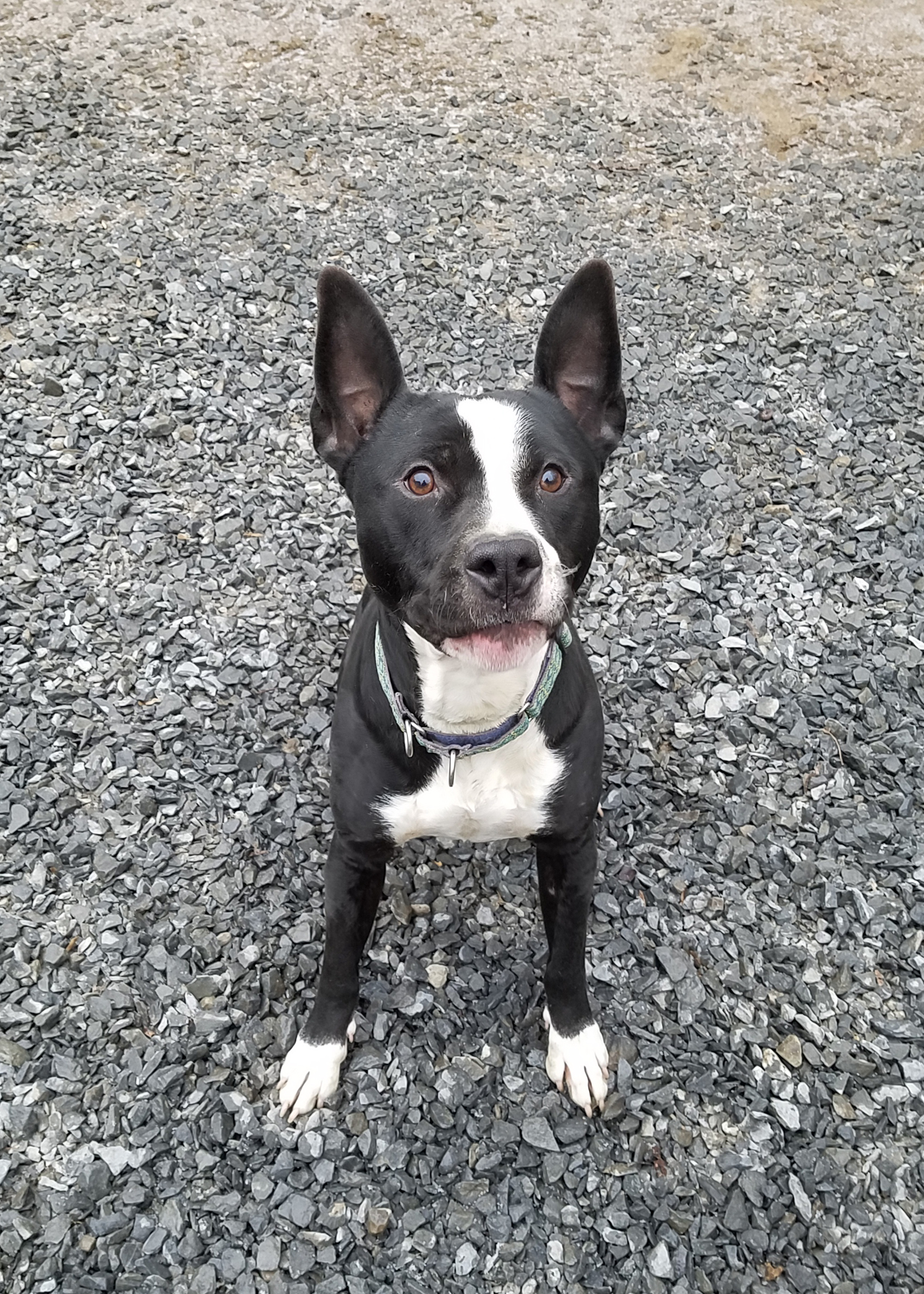 Enlarge GALILEO, a Adoptable mixed breed in Morris, NY image 1/12