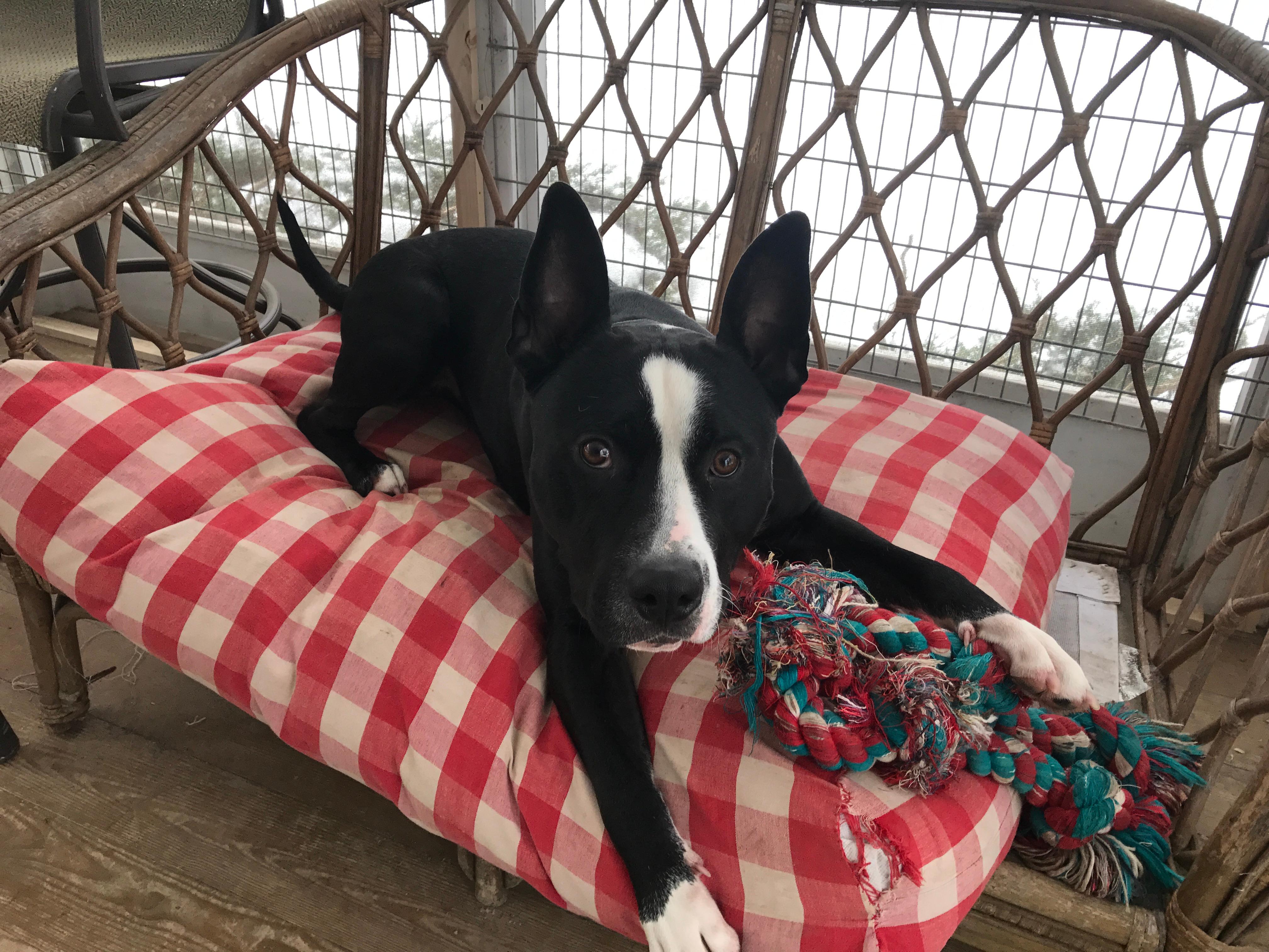 Enlarge GALILEO, a Adoptable mixed breed in Morris, NY image 4/12