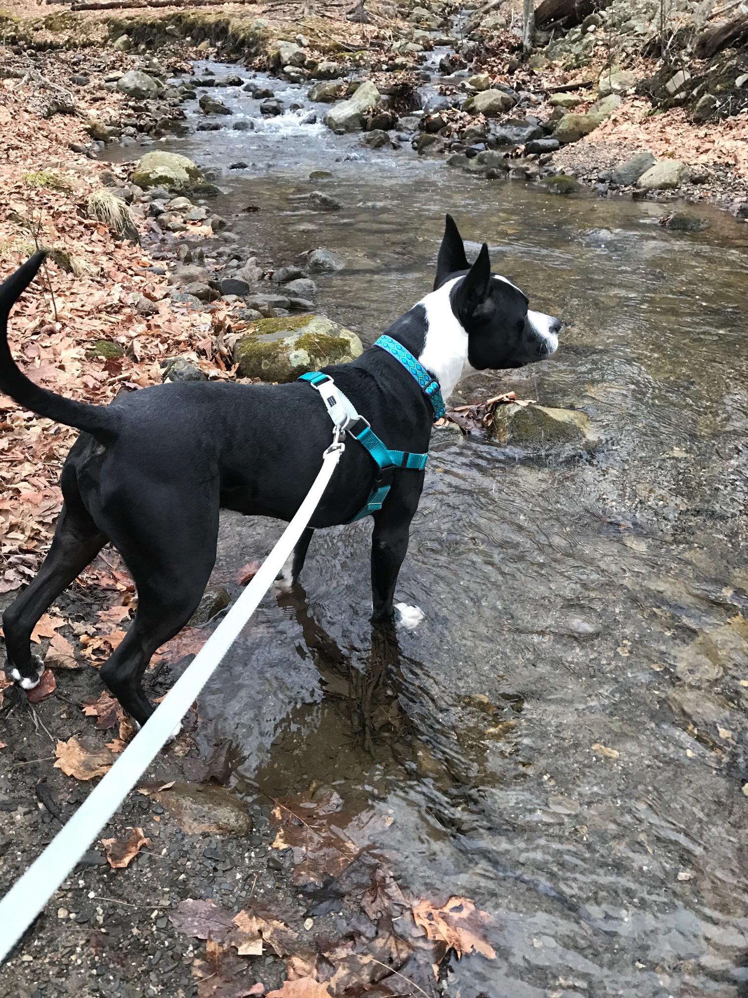 Enlarge GALILEO, a Adoptable mixed breed in Morris, NY image 5/12