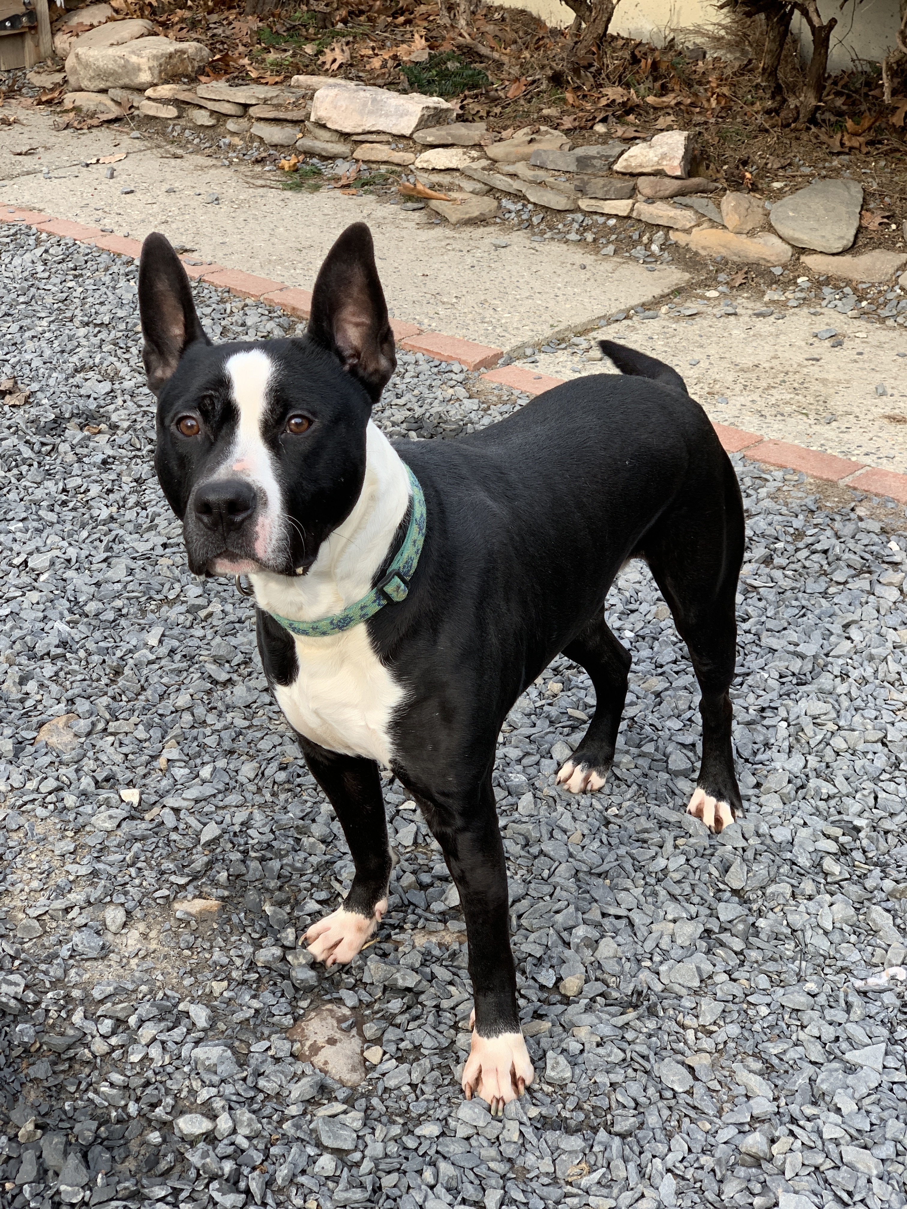 Enlarge GALILEO, a Adoptable mixed breed in Morris, NY image 6/12