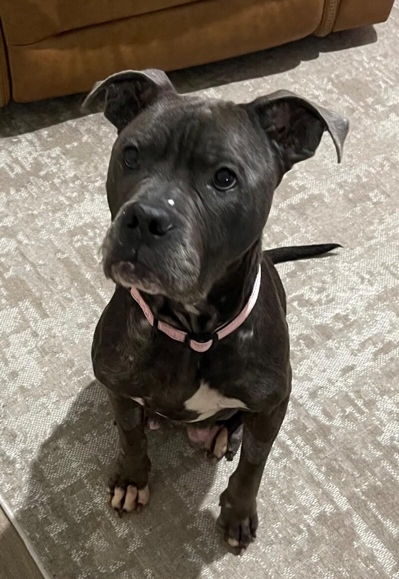 Hope, Adoptable, Adult Female Mixed Breed.