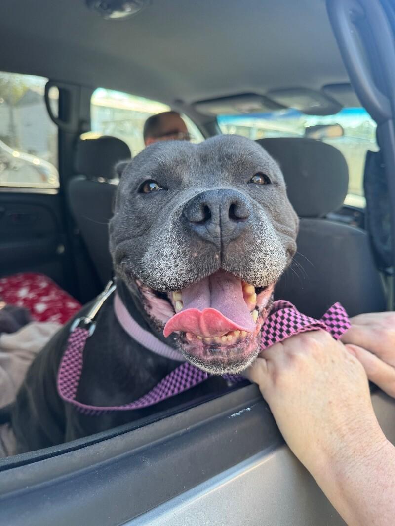 Hope, a Adoptable Mixed Breed in Chattanooga, TN image 2/3