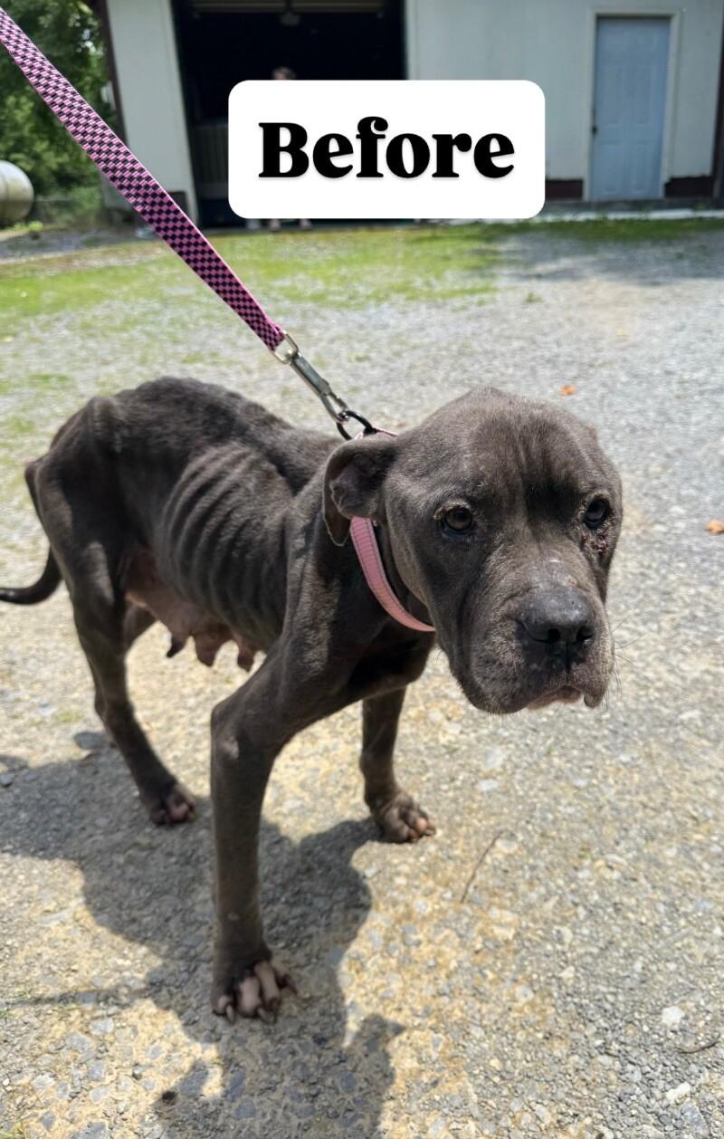 Hope, a Adoptable Mixed Breed in Chattanooga, TN image 3/3