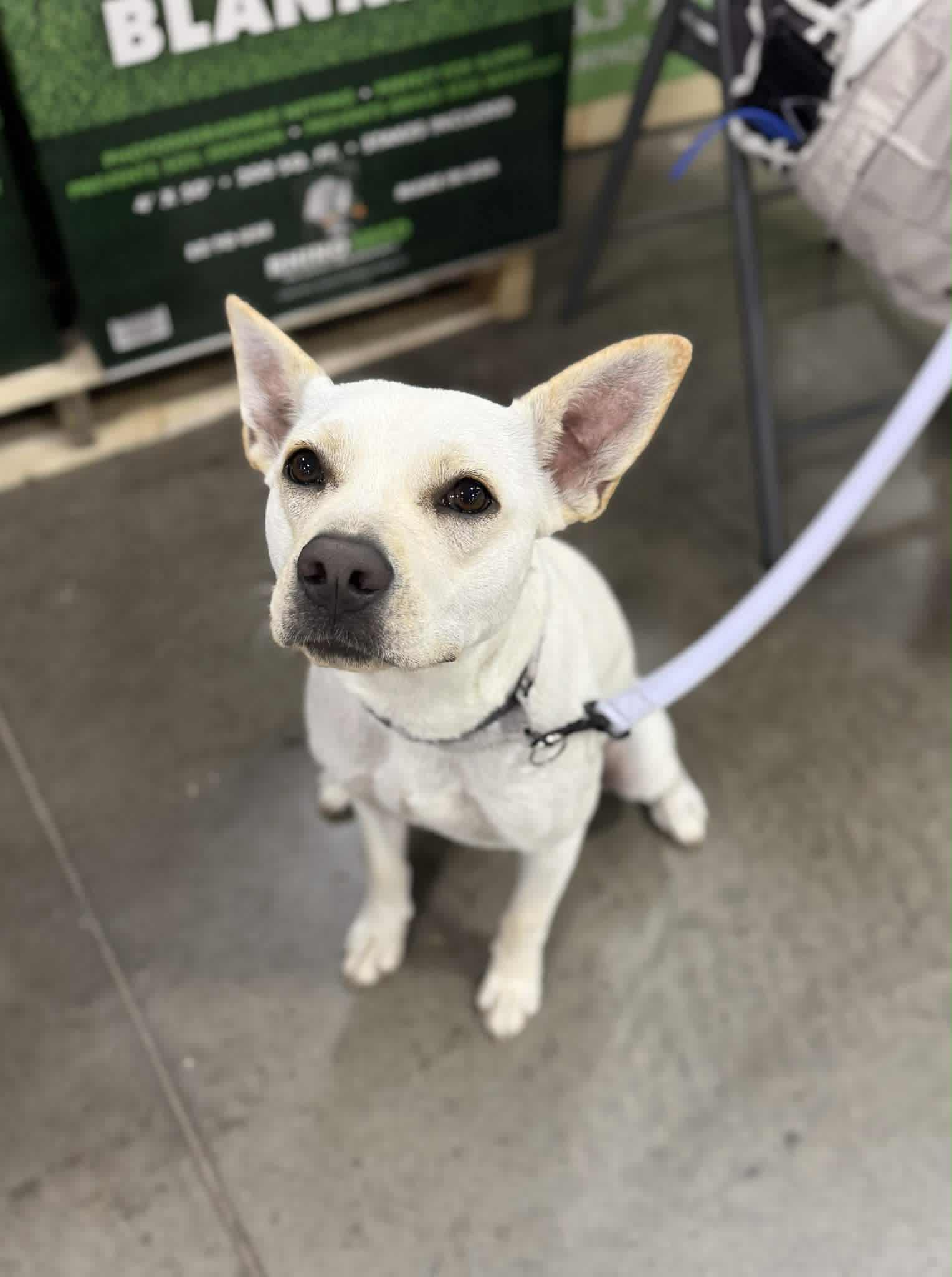 Sweetie, a Adoptable mixed breed in Des Moines, IA image 3/6