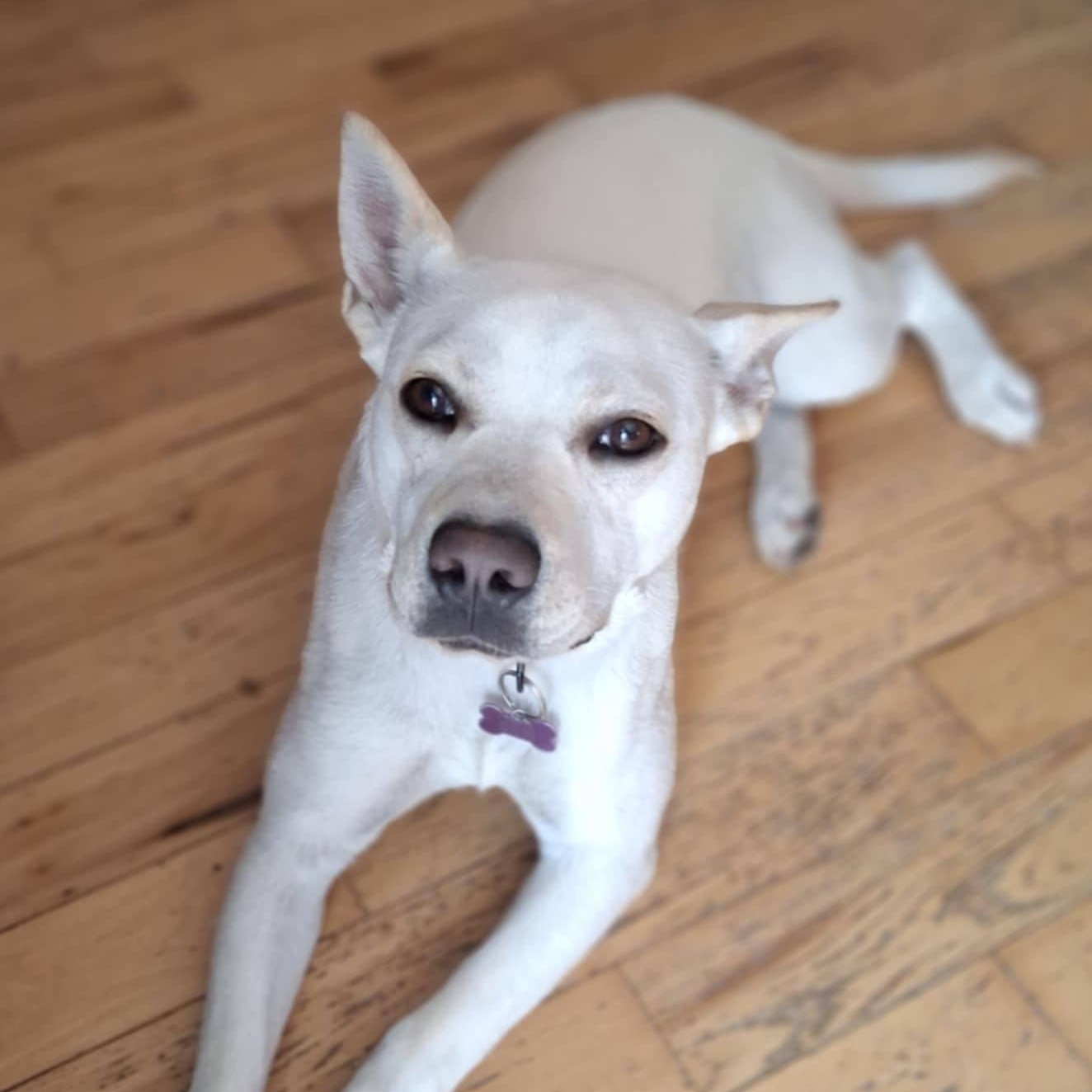 Sweetie, a Adoptable mixed breed in Des Moines, IA image 6/6