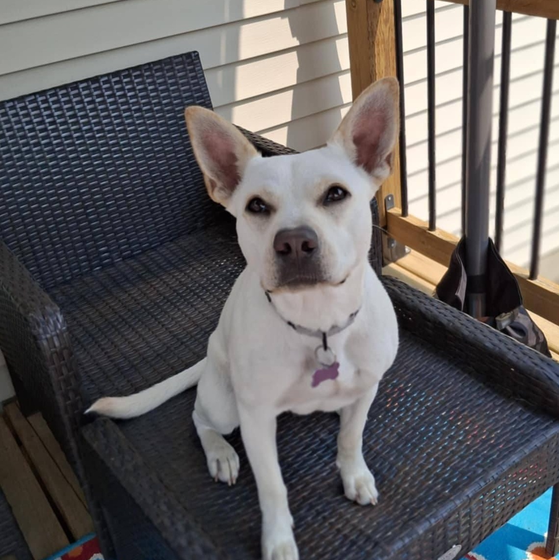 Sweetie, a Adoptable mixed breed in Des Moines, IA image 5/6