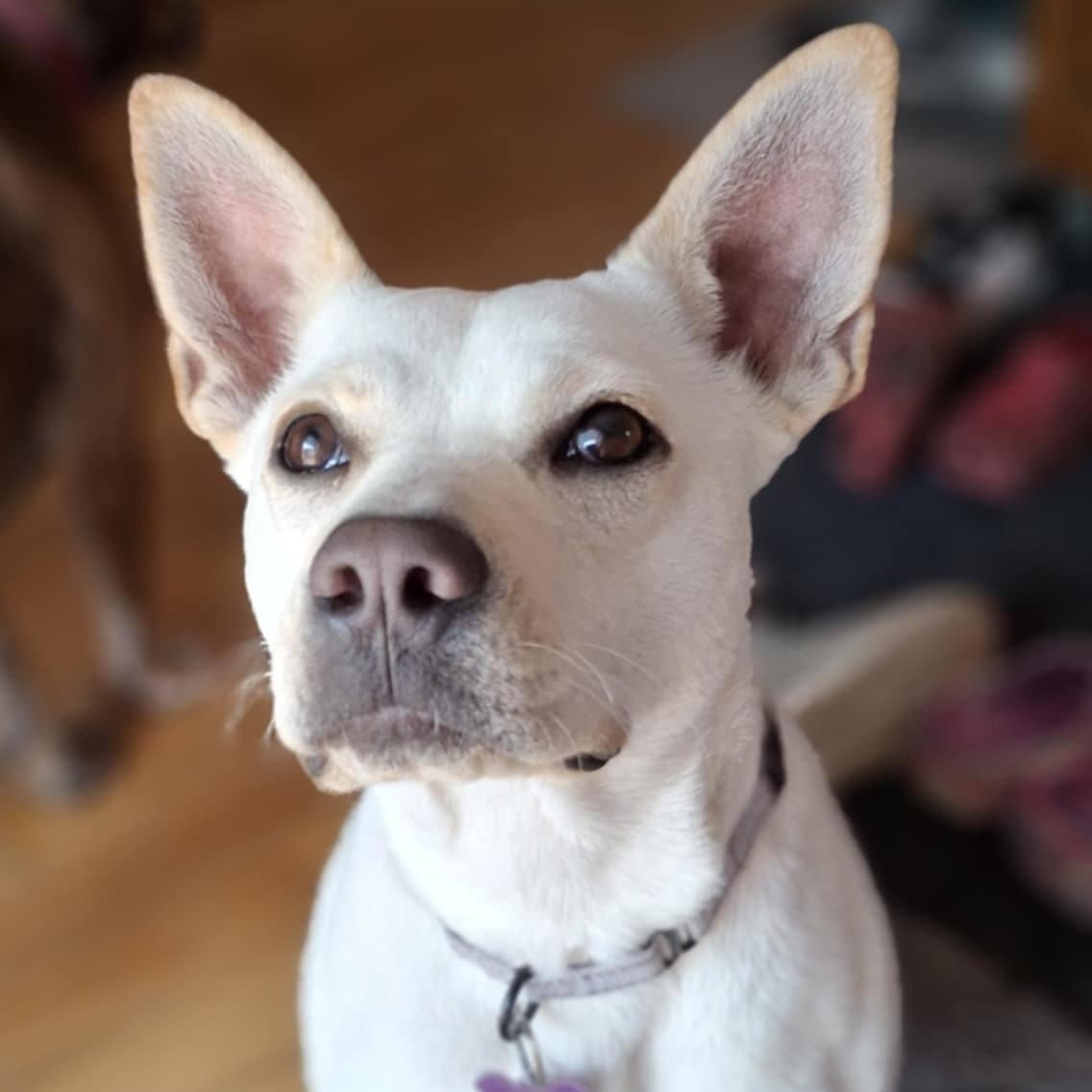 Sweetie, Adoptable, Adult Female Terrier & Labrador Retriever.