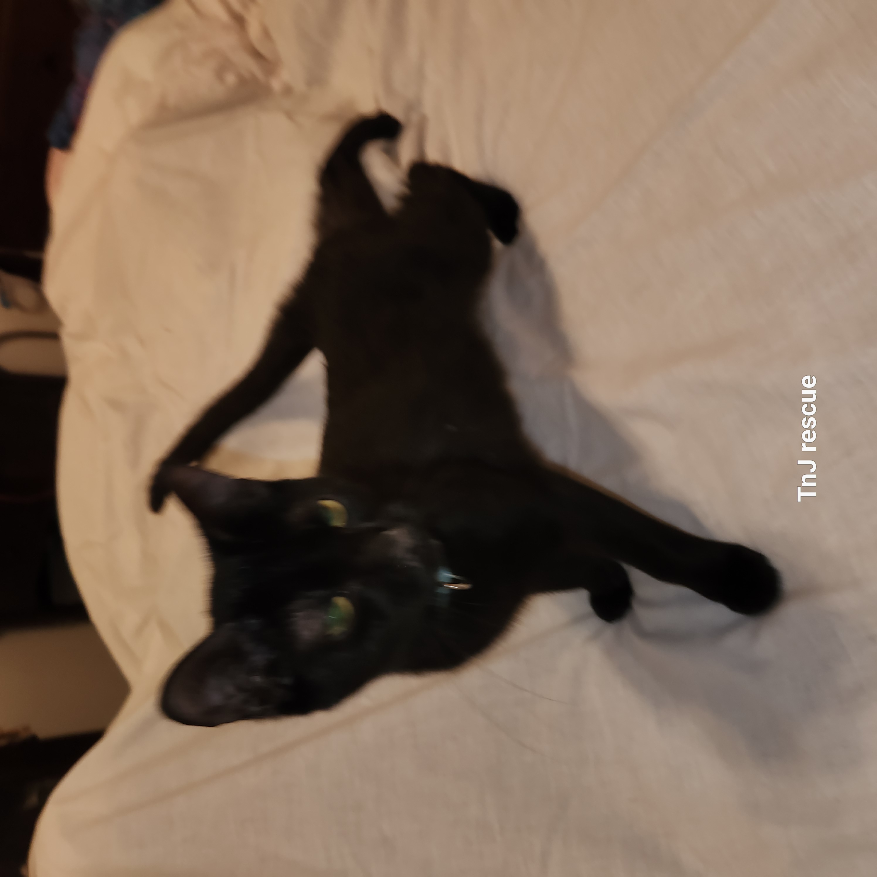 Jet, Adopted, Young Male Domestic Short Hair.