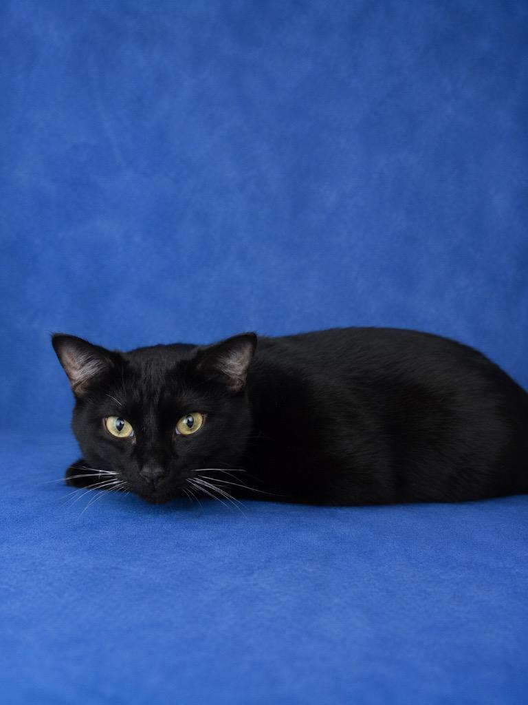 Tubi, Adoptable, Young Male American Shorthair.