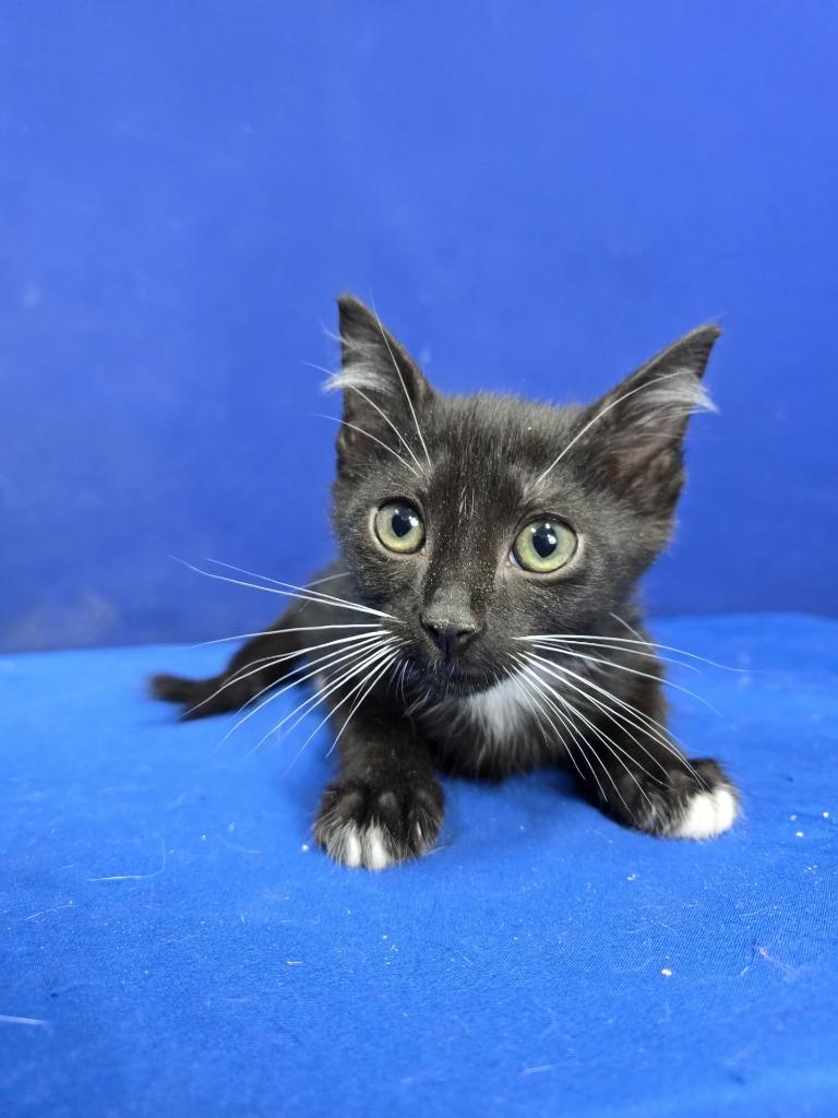 Enlarge Tubi, a Adoptable American Shorthair in Ruston, LA image 3/4