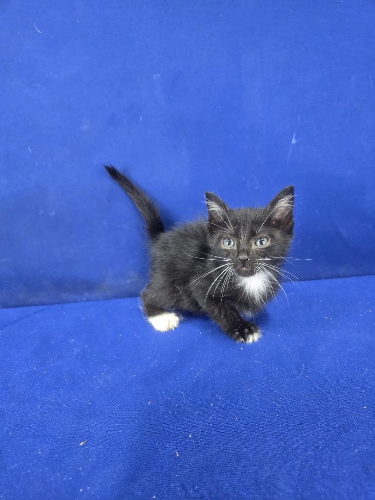 Enlarge Tubi, a Adoptable American Shorthair in Ruston, LA image 2/4