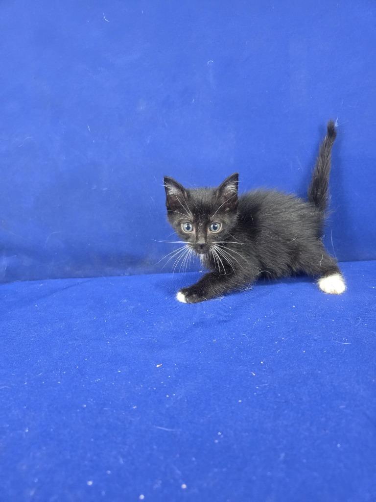 Enlarge Tubi, a Adoptable American Shorthair in Ruston, LA image 3/4