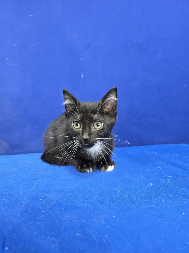 Enlarge Tubi, a Adoptable American Shorthair in Ruston, LA image 4/4