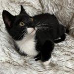 Enlarge Vail, an adopted Tuxedo in Green Valley, AZ image 2/2