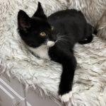 Enlarge Vail, an adopted Tuxedo in Green Valley, AZ image 1/2