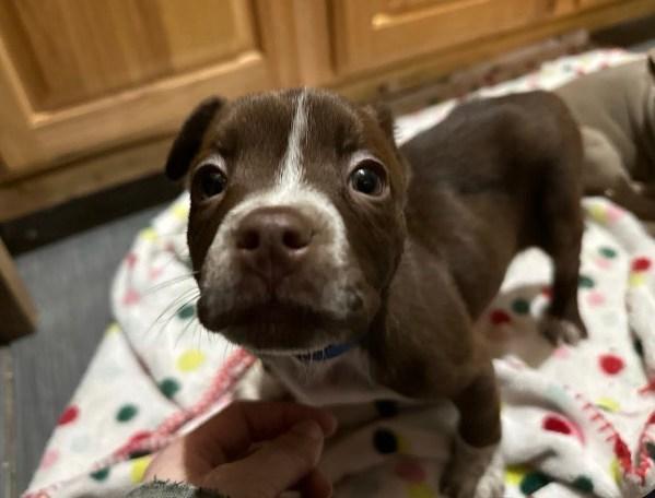 Burger, Adoptable, Puppy Female Terrier.