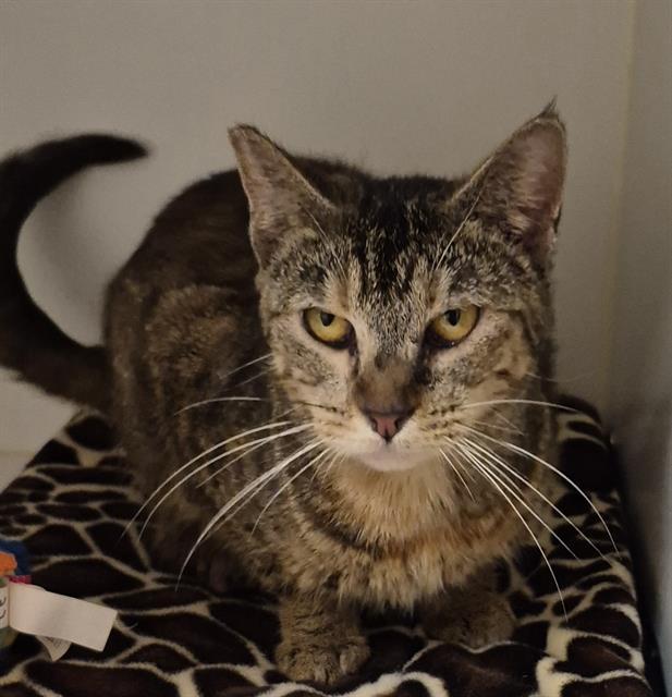 ELIZA, Adoptable, Young Female Domestic Short Hair.