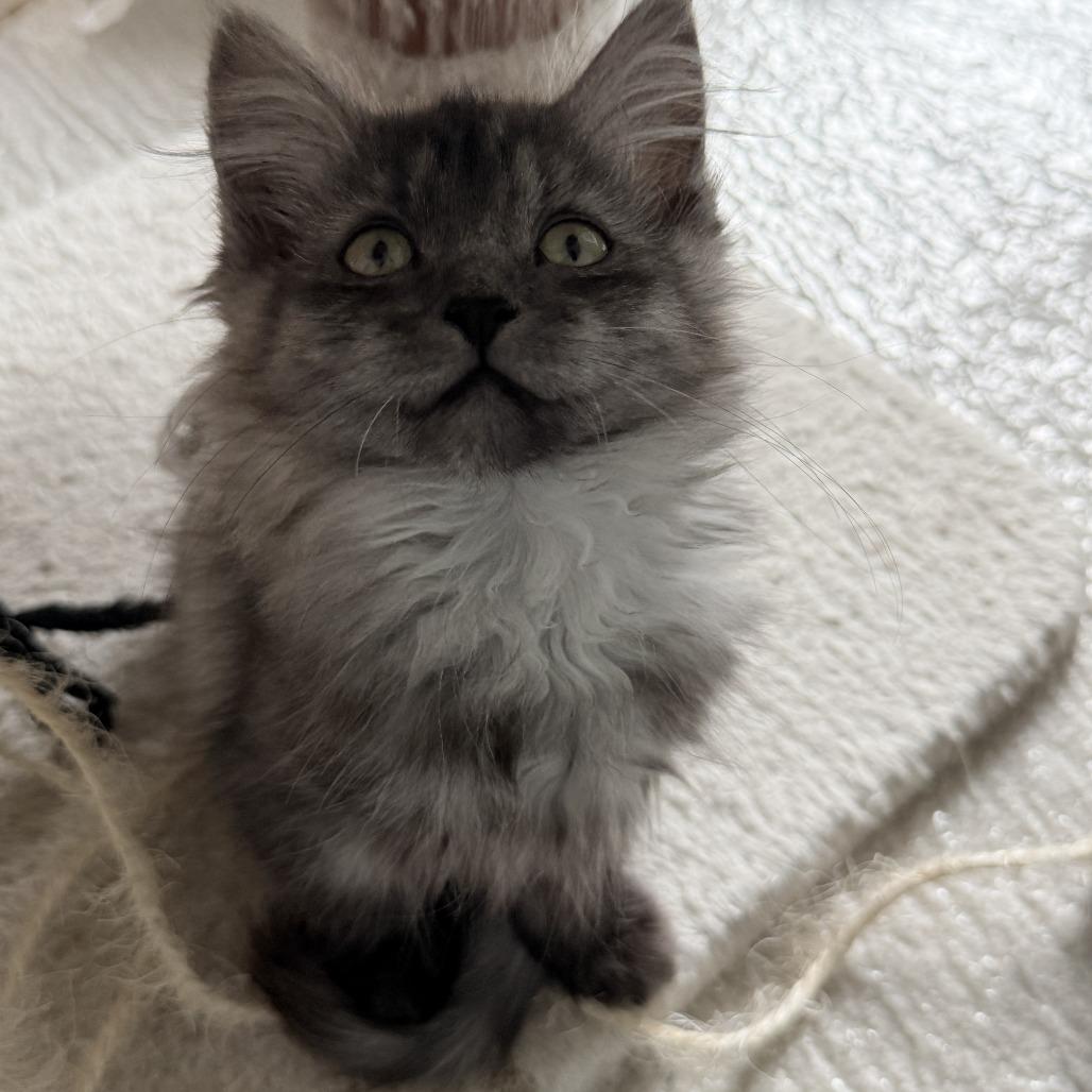 Amora, Adoptable, Kitten Female Domestic Medium Hair.