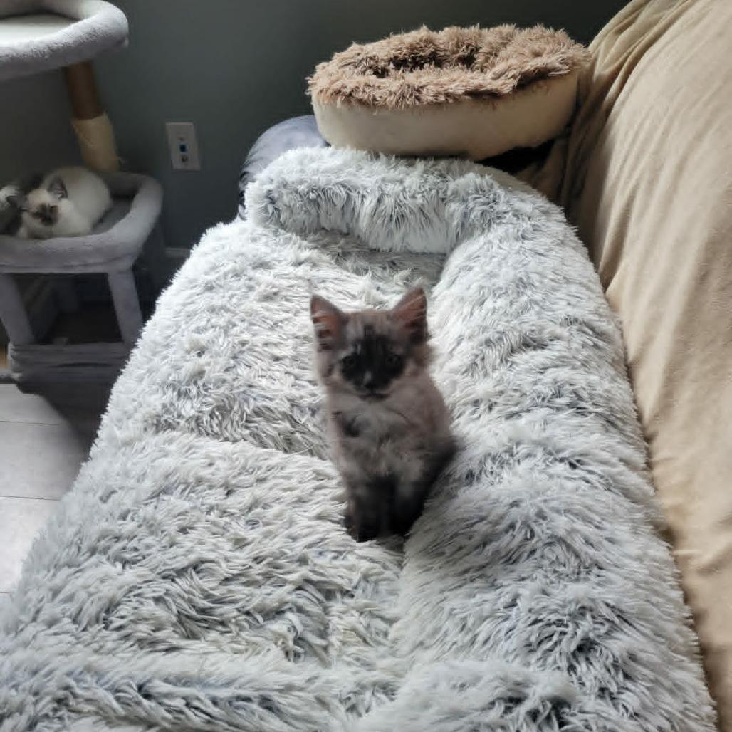 Enlarge Amora, a Adoptable Domestic Medium Hair in Abbotsford, BC image 2/4